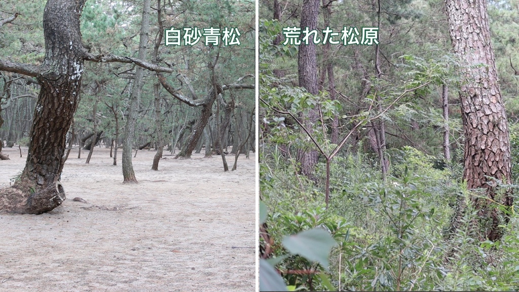 LP用白砂青松と荒廃する松原 荒廃する松原